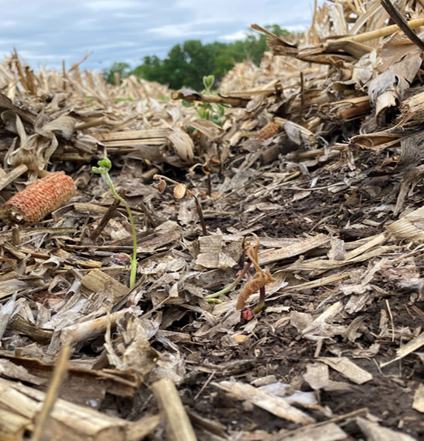 Photo - showing seedling at deeper planting depth - Many early planted fields were sunk deep to reach moisture.
