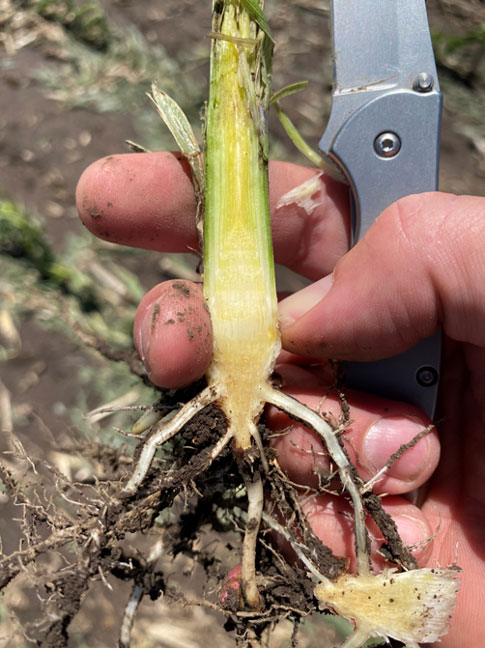 Photo - seedling after a hail event.