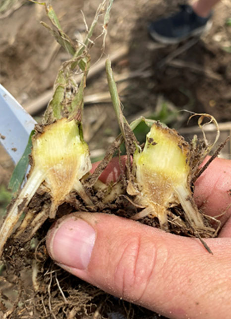 Photo - seedling after a hail event.