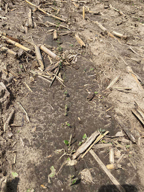 Photo - seedlings after a rain and hail event.