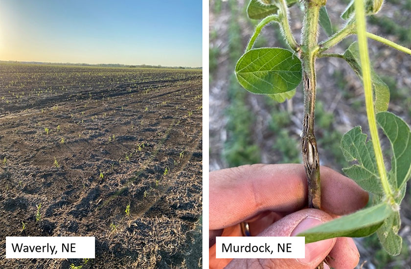 Photo - gall midge and stem borer symptoms on soybean plants