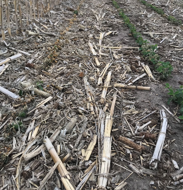 Photo - crop residue in field.