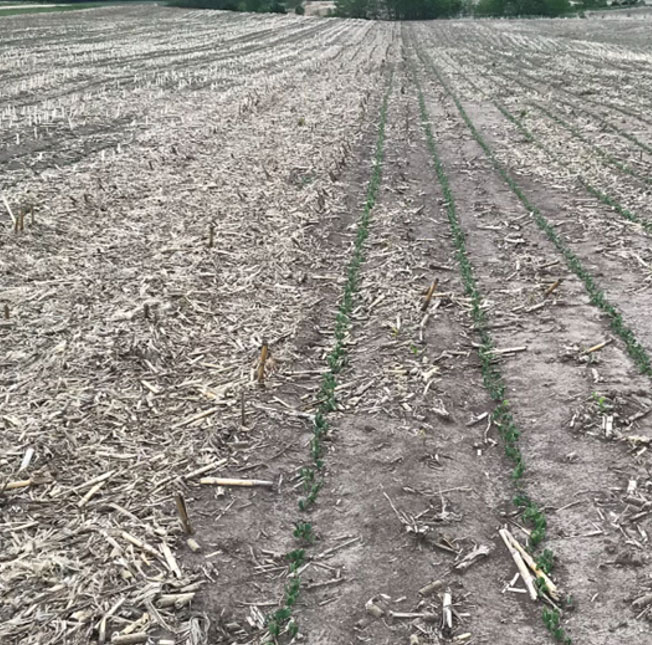Photo - crop planting operation - deep furrows made for catching points of blowing residue.