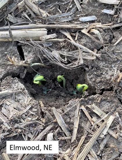Photo - gall midge and stem borer symptoms on soybean plants