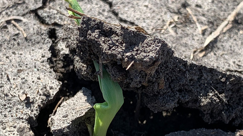 Photo - seedling in crusted soil