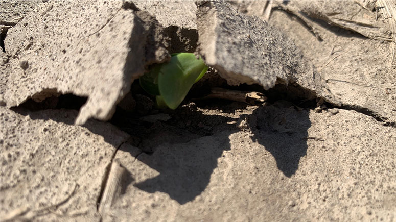 Photo - seedling in crusted soil