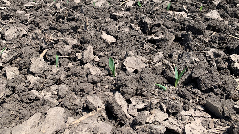 Photo - soil crusting in field - preseason