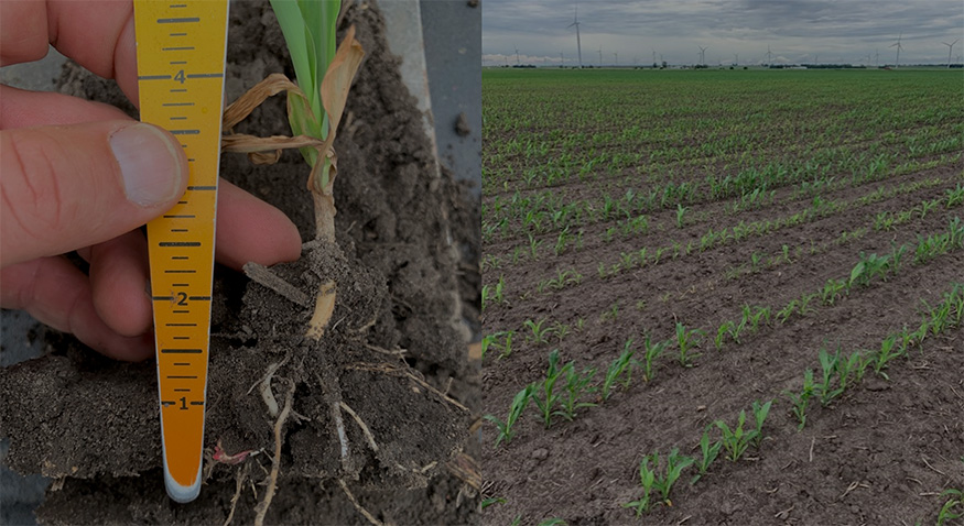 Photo - measuring planting depth