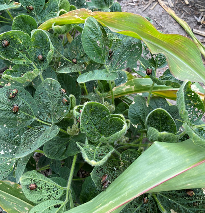 Photo - soybean leaves showing damage from insect feeding.