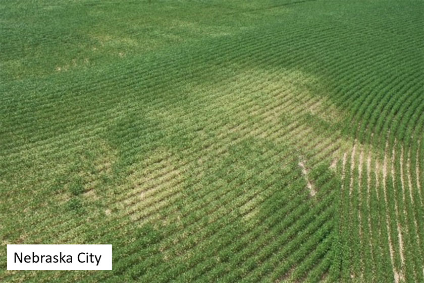 Photo - gall midge and stem borer symptoms on soybean plants