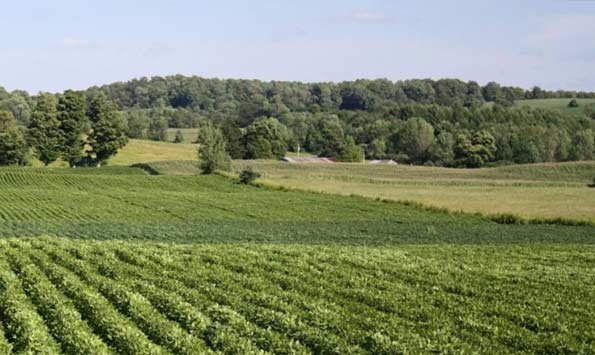 Photo - Soybean field showing areas of nitrogen deficiency due to poor nodulation.