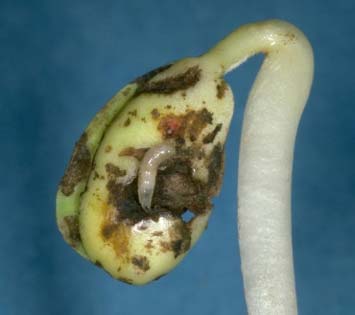 Seedcorn maggots are cream or tan in colour, headless and legless and feed on germinating soybean seeds or seedlings.