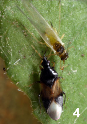 Photo - various predatory bugs