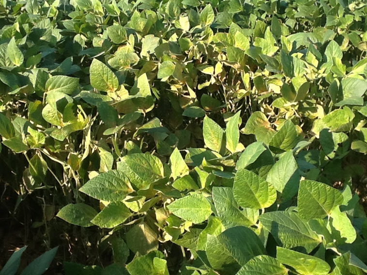Photo - Soybean plants showing spider mite feeding symptoms.