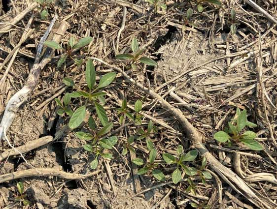 Waterhemp pressure just prior to pre-emergence herbicide application