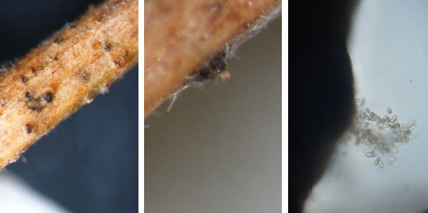 Ascospores of Zymoseptoria tritici emerging from a pseudothecia (dark colored overwintering structure).