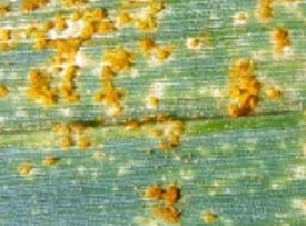 Photo - Closeup - wheat leaf with leaf rust pustules.