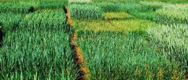 Photo - Wheat plot with different levels of resistance to leaf rust.