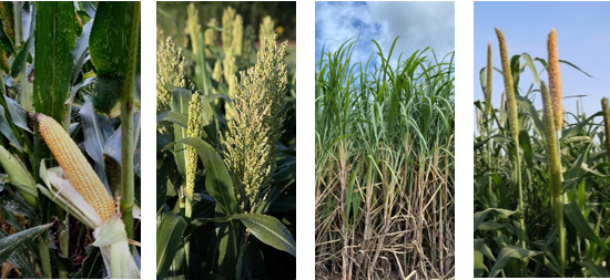 Corn sorghum sugarcane and millet utilize the C4 carbon fixation pathway
