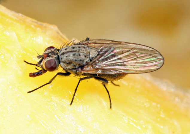 Photo - Adult seedcorn maggot.