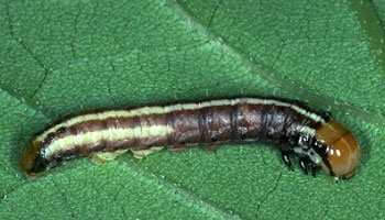 Photo - early-stage stalk borer on leaf - closeup