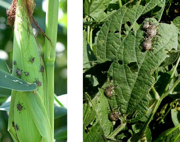 Photos - Side by side 
 - soybean leaves and corn ears showing insect infestation and feeding damage