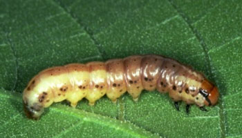 Photo - late-stage stalk borer on leaf - closeup