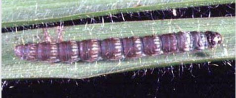 Photo - Lesser cornstalk borer - purple bands - not striped