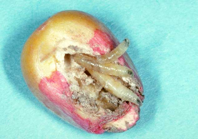 Photo - Seedcorn maggot larvae feeding on a kernel of corn.