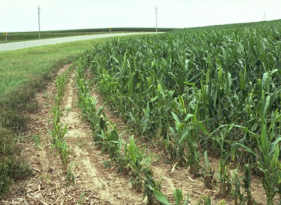 Photo - stunted corn plants in border rows infested with stalk borers.