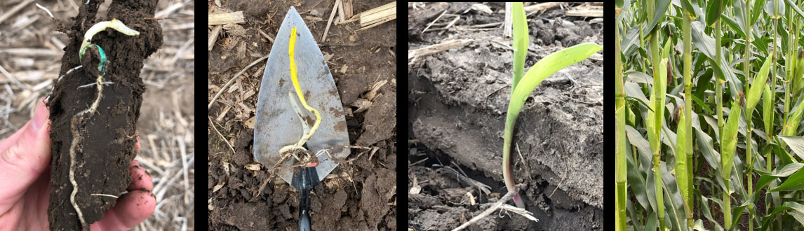 Photo - Series showing corn problems during the season.