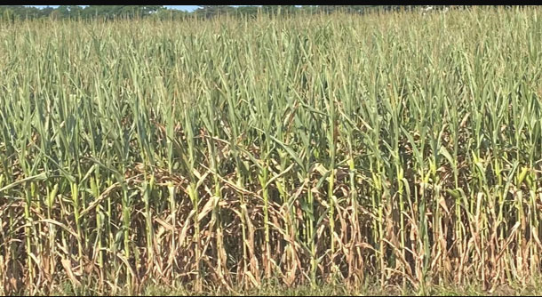 Photo - Corn plants - late season