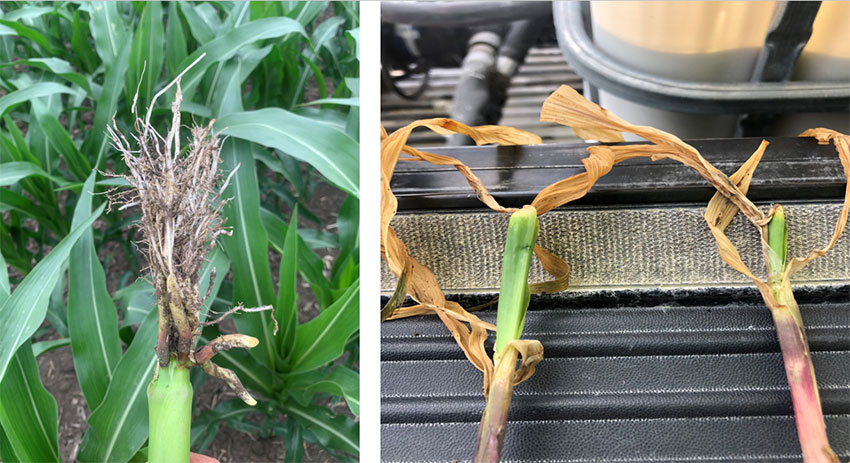 Early season frost for NE Iowa was relatively widespread affecting field uniformity.