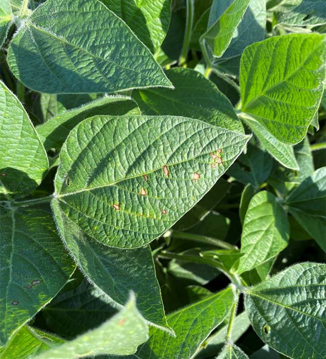 Photo - Frogeye Leaf Spot - soybeans
