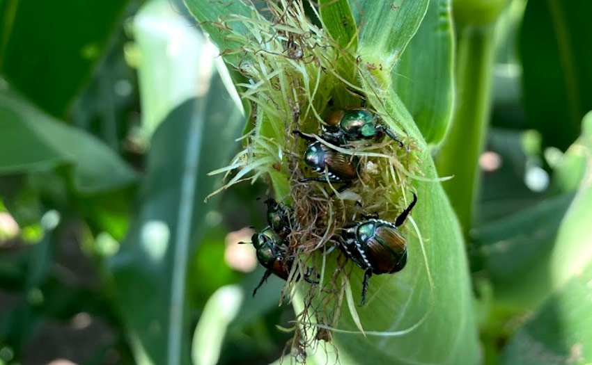 Photo - Mature corn ears - 9 ears