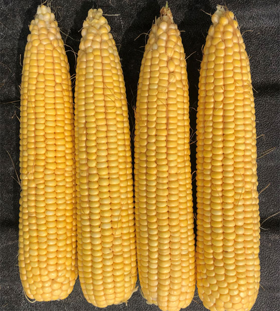 Photo - Mature corn ears - 9 ears
