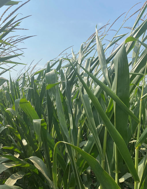 Photo - Closeup of corn leaf.