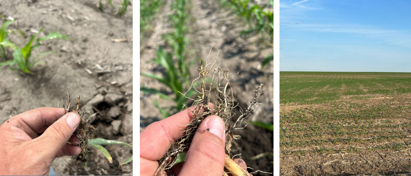 Anhydrous Ammonia Burn