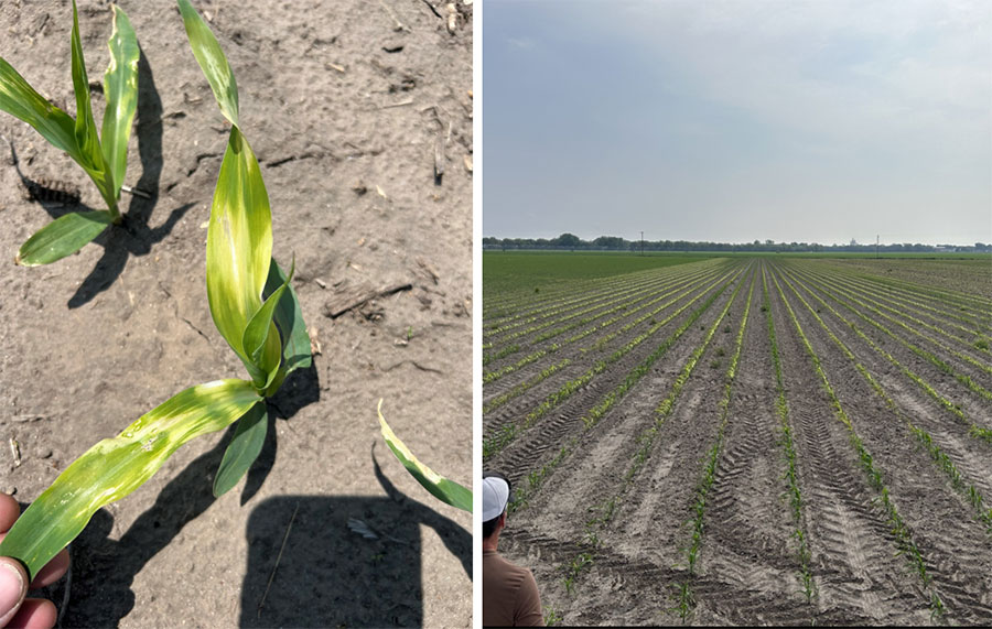 HPPD Flashing from Pre-Emerge Herbicides.