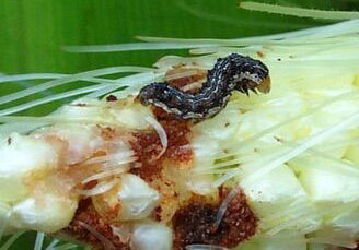 Corn Earworm