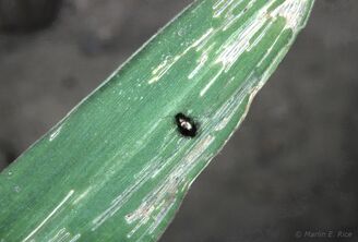 Corn Flea Beetle