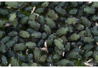 Corn Leaf Aphids