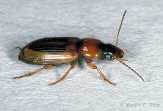 Seedcorn Beetle