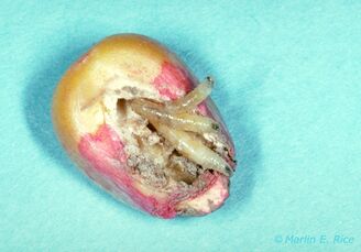Seedcorn Maggot
