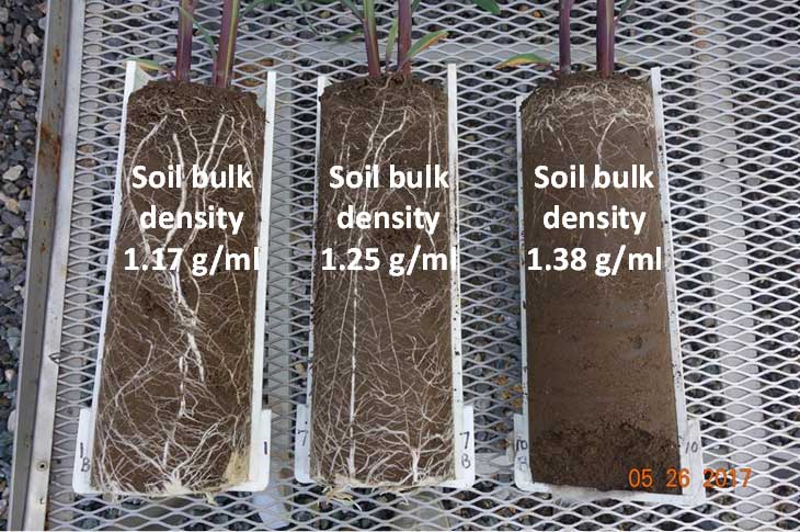  Soybean plants showing characteristic symptoms of Group 15 herbicide injury.