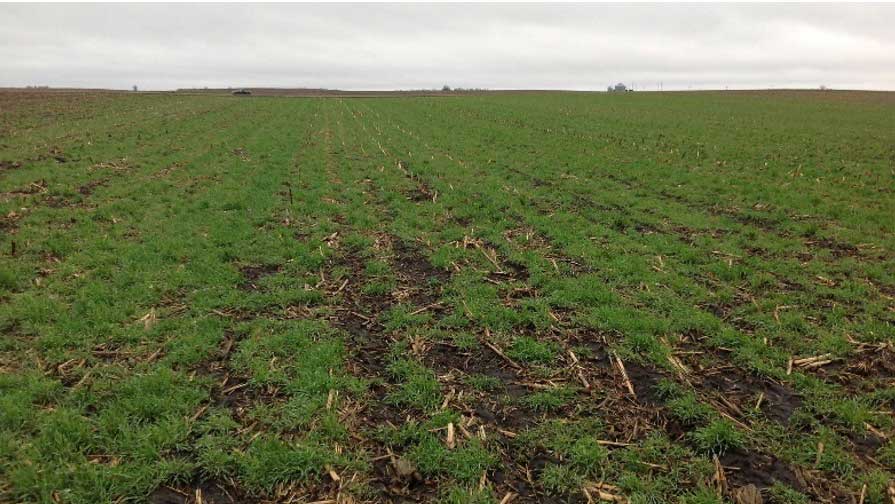 Photo - Previous corn field with emerged cereal rye cover crop.