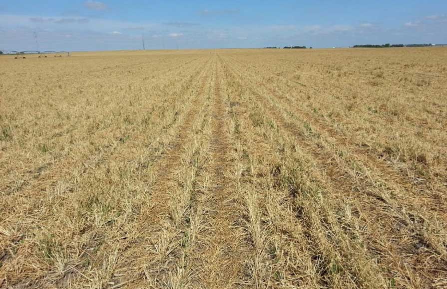Photo - Corn planted no-till into rye cover crop, then rye was sprayed with herbicide to terminate it.