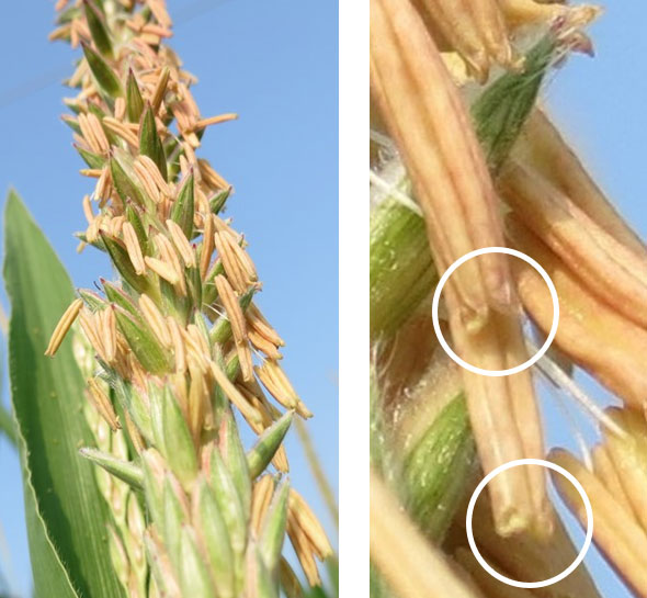 Close-up view of anthers on a corn tassel showing the outward bend at the tips of the locules, creating an opening for pollen to escape.