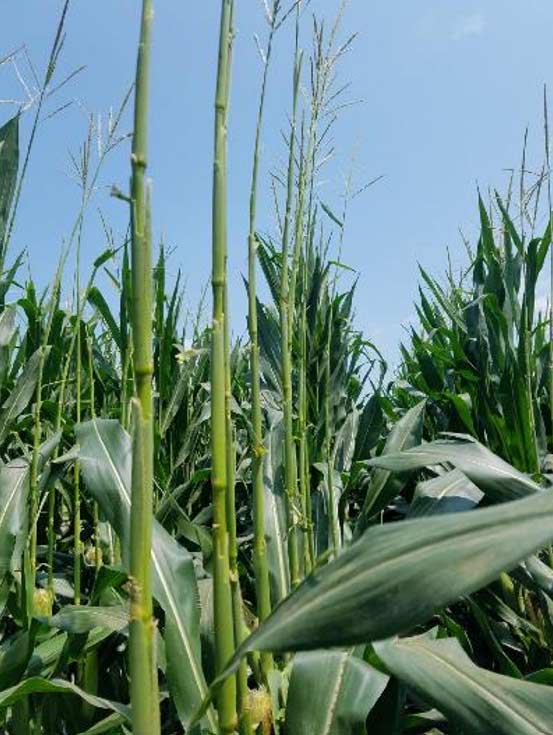 All leaves above corn ear removed at R3 stage of crop development.