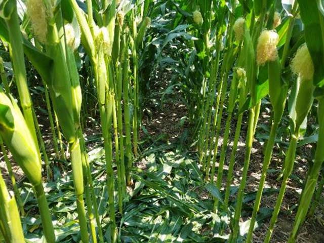 All leaves below ear removed at R3 stage of crop development.